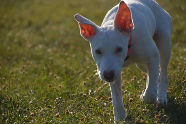 Shakira, an American Village Dog tested with EmbarkVet.com