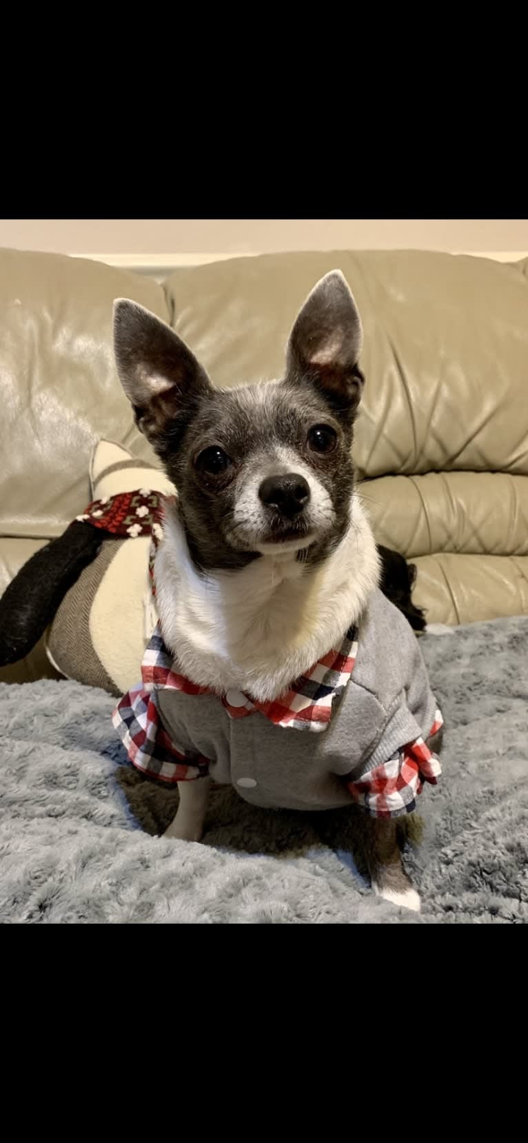 Yapa Roo, a Chihuahua and Rat Terrier mix tested with EmbarkVet.com