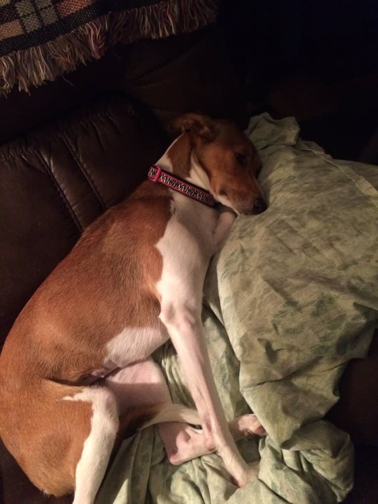 Embark Dog DNA Test Maci gallery