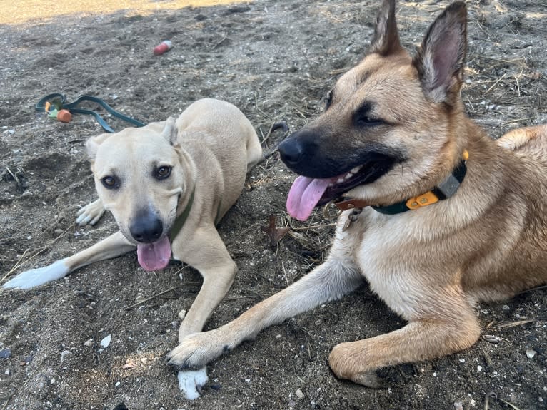 Everhett, a German Shepherd Dog and Australian Cattle Dog mix tested with EmbarkVet.com