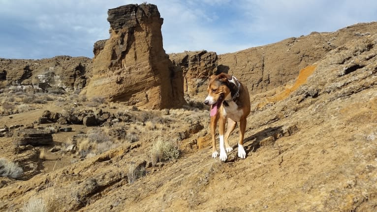 Goblin, an Australian Shepherd and American Bully mix tested with EmbarkVet.com