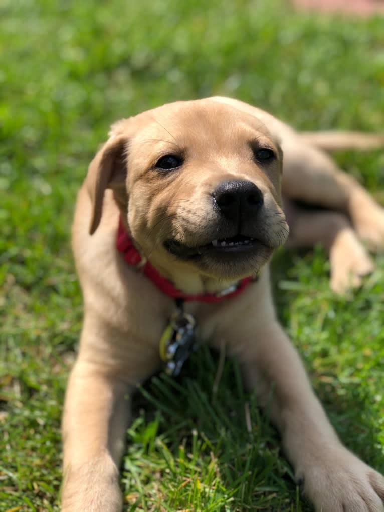 Willie Kirsch, a Labrador Retriever and American Pit Bull Terrier mix tested with EmbarkVet.com