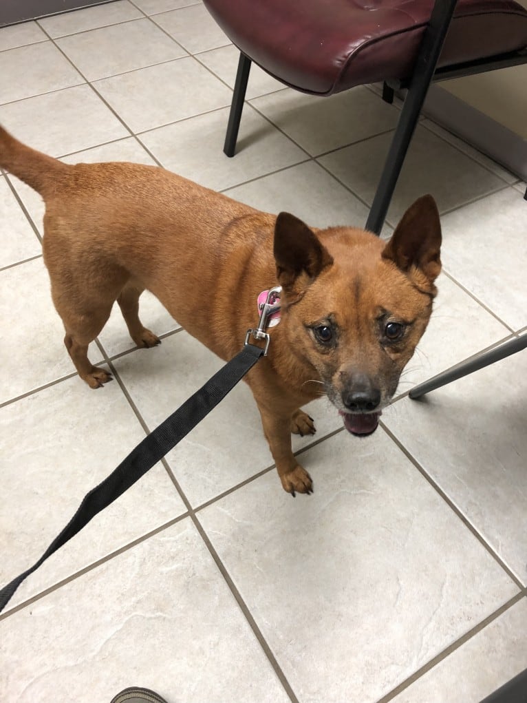 Shoka, a Chow Chow and Chihuahua mix tested with EmbarkVet.com