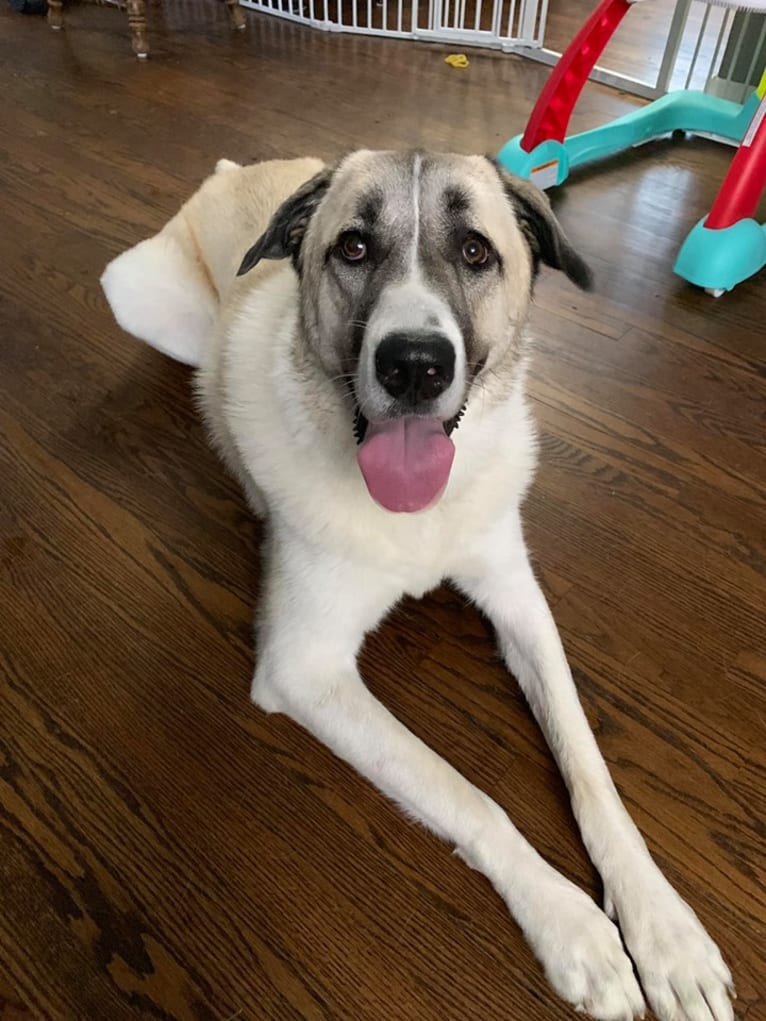 Winnie, an Anatolian Shepherd Dog and Great Pyrenees mix tested with EmbarkVet.com