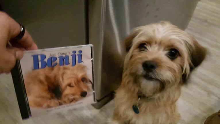 Benji, a Lhasa Apso and Chihuahua mix tested with EmbarkVet.com