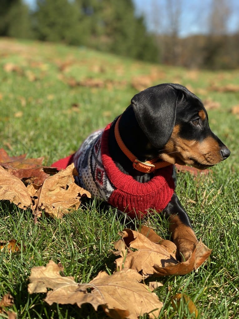 Milan Masia, a German Pinscher tested with EmbarkVet.com