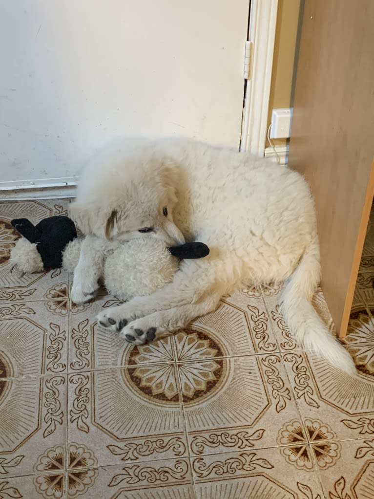 Casper, a Maremma Sheepdog tested with EmbarkVet.com