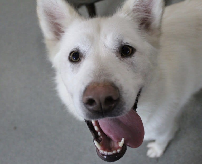 Nanuq, an Alaskan Malamute and Greenland Dog mix tested with EmbarkVet.com