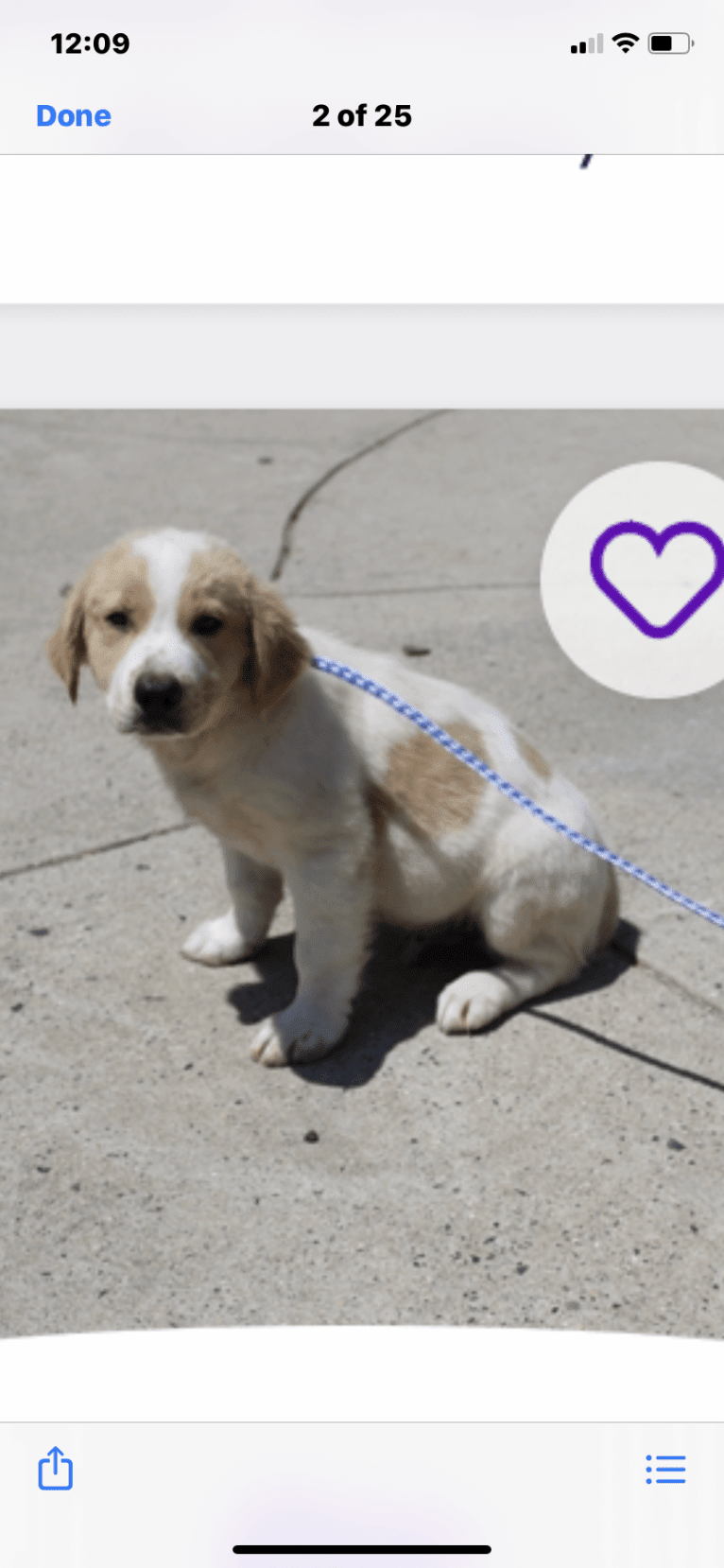 Fluke, a Labrador Retriever and American Pit Bull Terrier mix tested with EmbarkVet.com