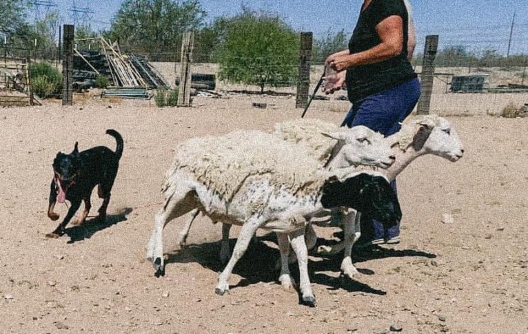 Akuma, a Beauceron tested with EmbarkVet.com