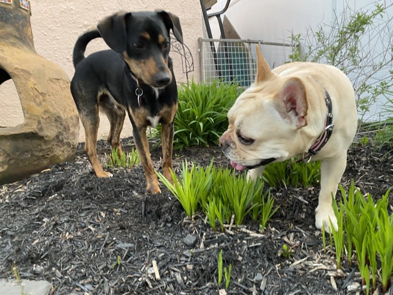 Sergeant, a Chihuahua and Dachshund mix tested with EmbarkVet.com