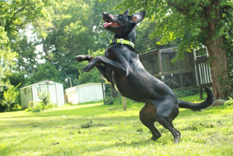 Curiosity Blue, a Labrador Retriever and Australian Shepherd mix tested with EmbarkVet.com