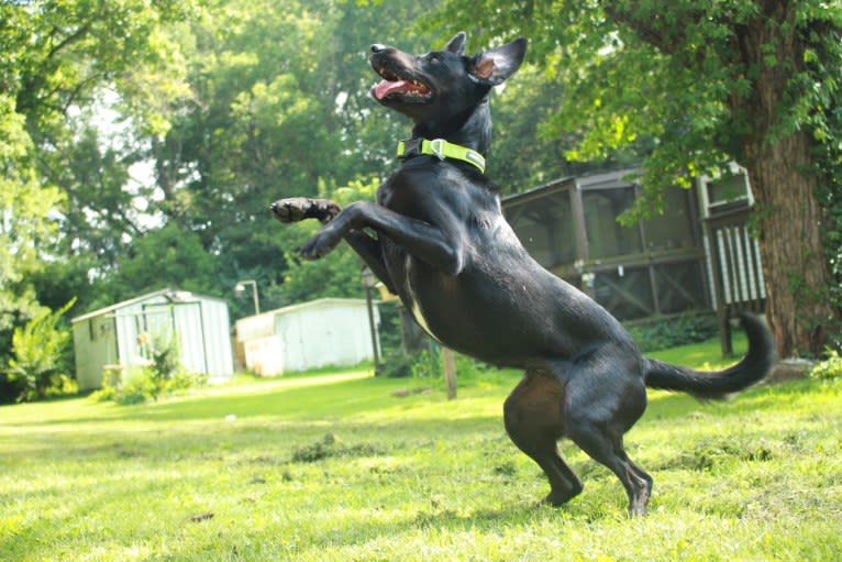 Curiosity Blue, a Labrador Retriever and Australian Shepherd mix tested with EmbarkVet.com