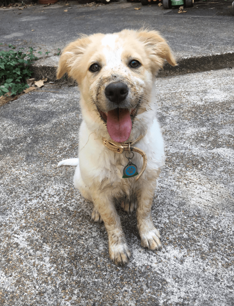 Wendy, a Great Pyrenees and American Pit Bull Terrier mix tested with EmbarkVet.com