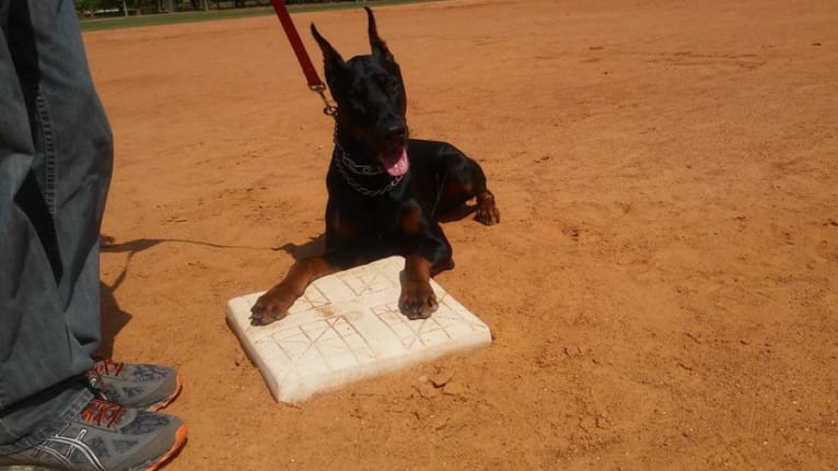 MAJOR, a Doberman Pinscher tested with EmbarkVet.com