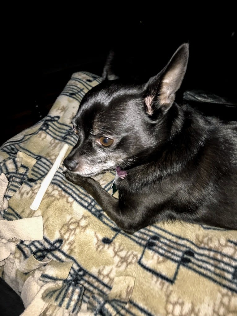 Tango, a Chihuahua tested with EmbarkVet.com