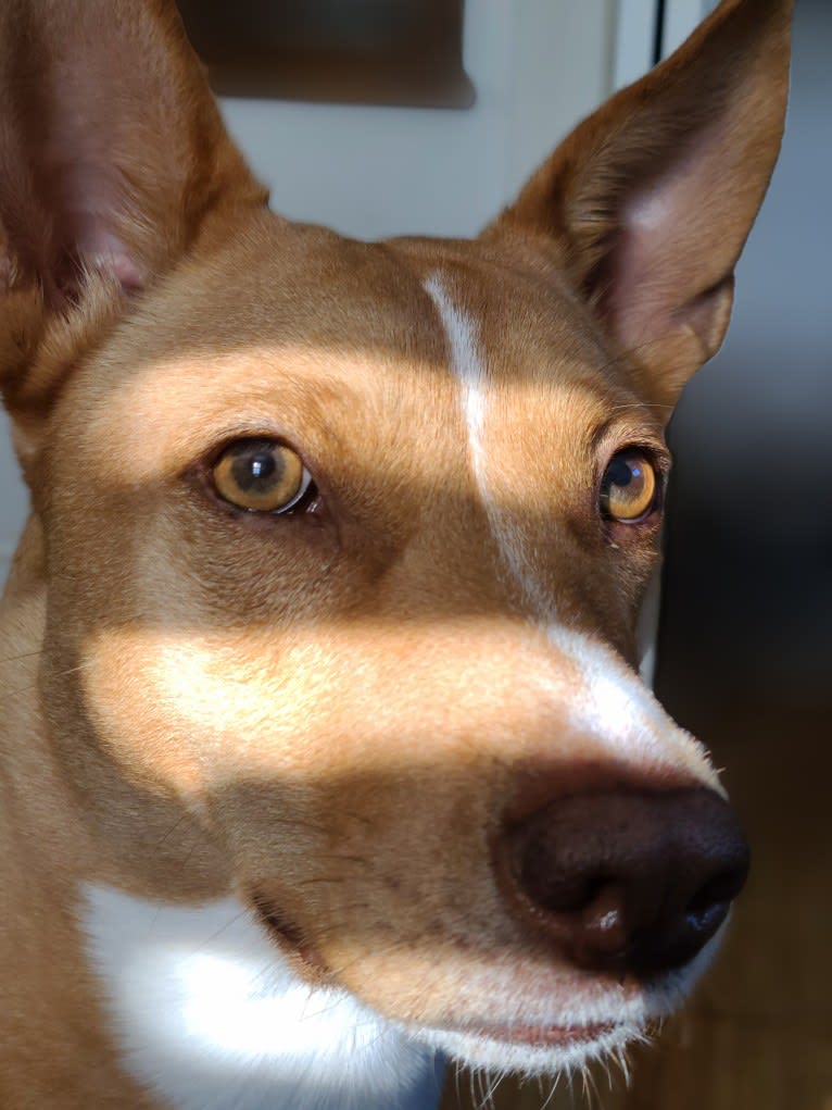 Hazel, a Melanesian Village Dog tested with EmbarkVet.com