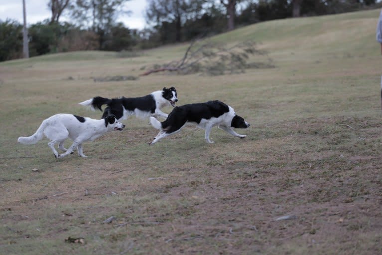 Gypsy, a Border Collie tested with EmbarkVet.com