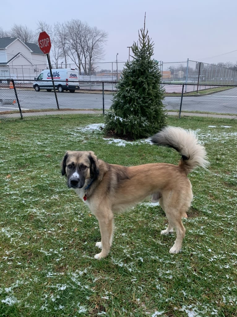 Maverick, a Great Pyrenees and Anatolian Shepherd Dog mix tested with EmbarkVet.com