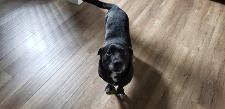 Jack, a Rottweiler and Border Collie mix tested with EmbarkVet.com