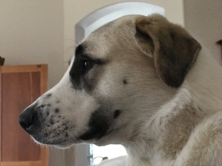 Rocket, an Anatolian Shepherd Dog tested with EmbarkVet.com