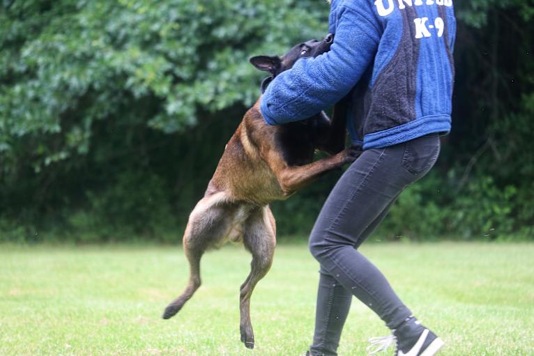 Valor, a Belgian Shepherd tested with EmbarkVet.com