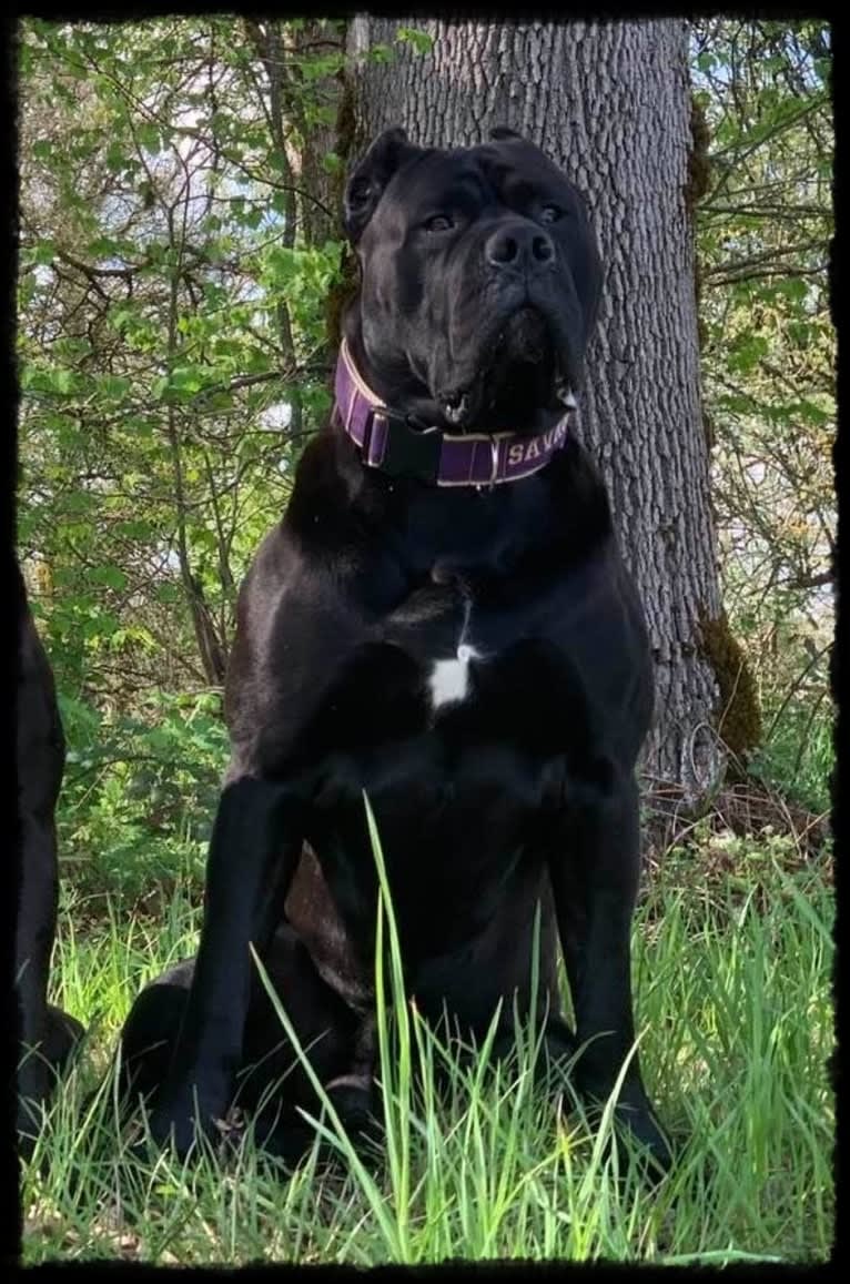 Houfek mastiffs 2025