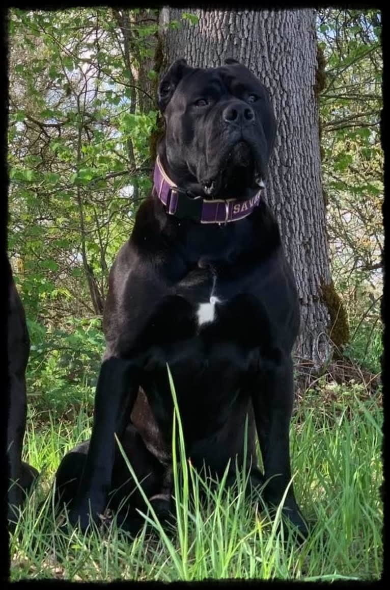 HOUFEK MASTIFFS SAVAGE D'FORTE, a Neapolitan Mastiff and Cane Corso mix tested with EmbarkVet.com