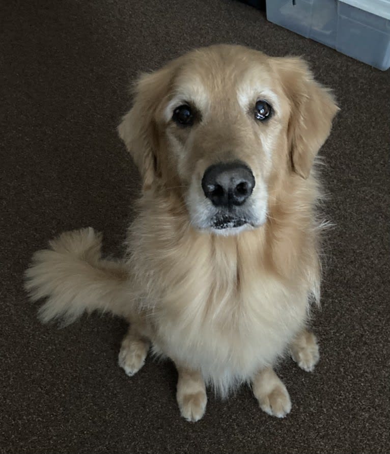 Timber “Gross Manor’s I’ll Be The One You Won’t Forget”, a Golden Retriever tested with EmbarkVet.com