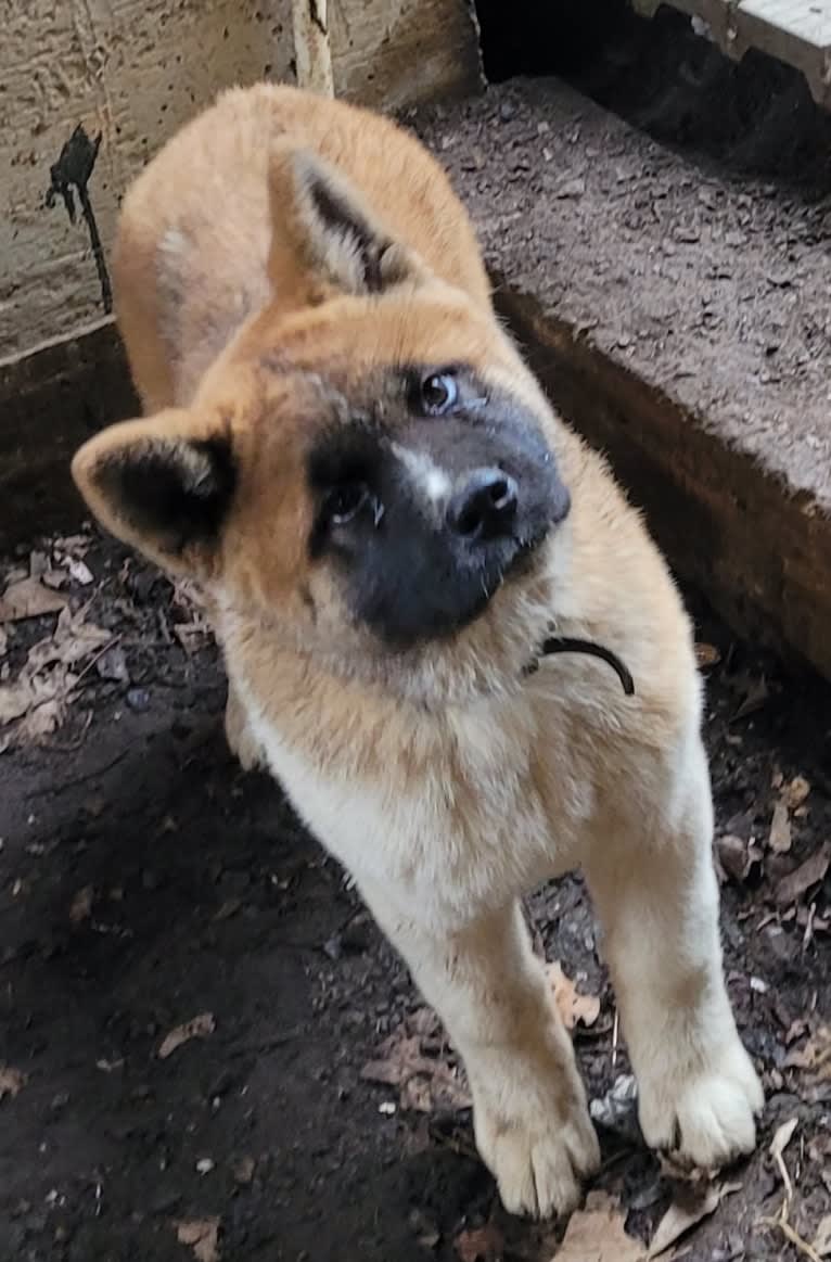 Geena, an Akita tested with EmbarkVet.com