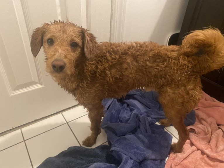 Buddy, a Poodle (Small) and Shiba Inu mix tested with EmbarkVet.com