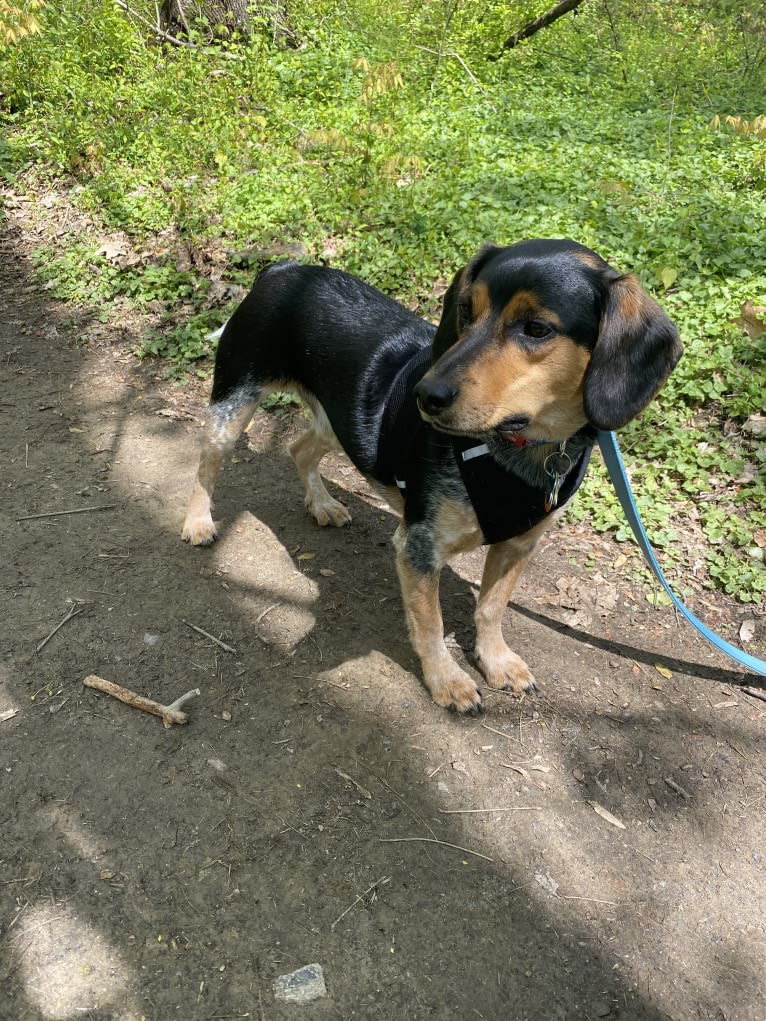 Photo of Dipper, a Beagle and Australian Cattle Dog mix in Bowling Green, Kentucky, USA