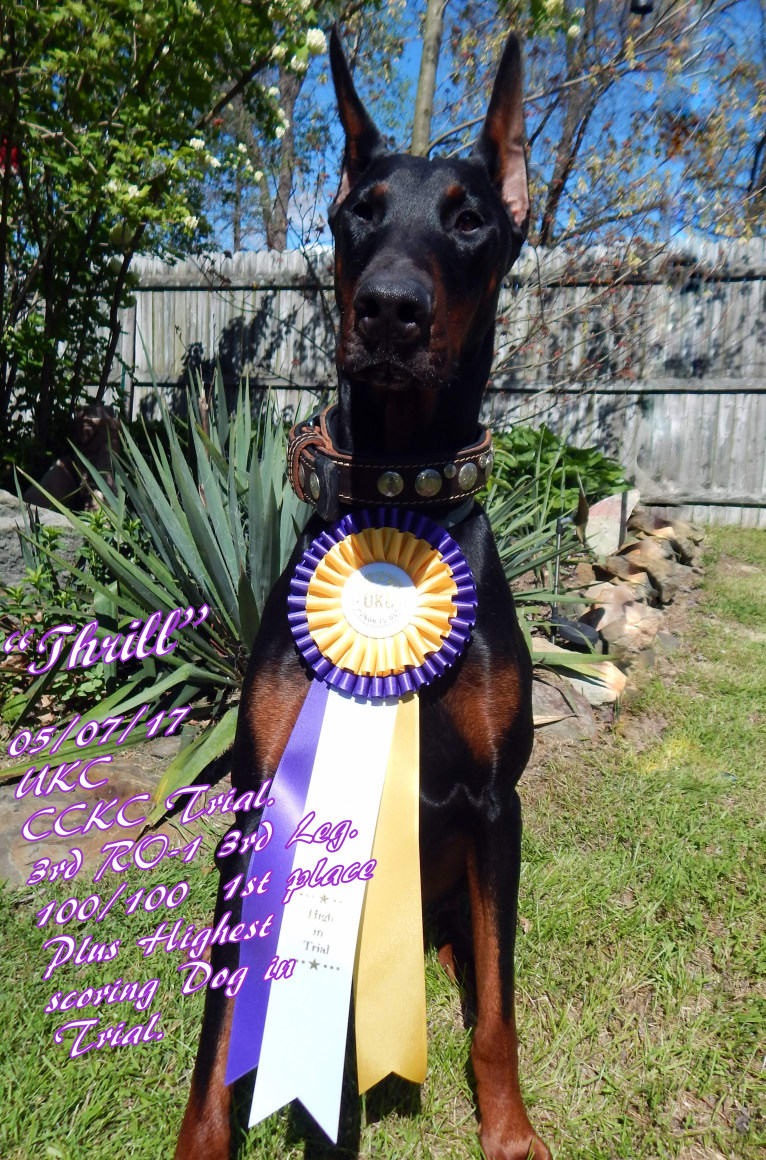 Thrill, a Doberman Pinscher tested with EmbarkVet.com