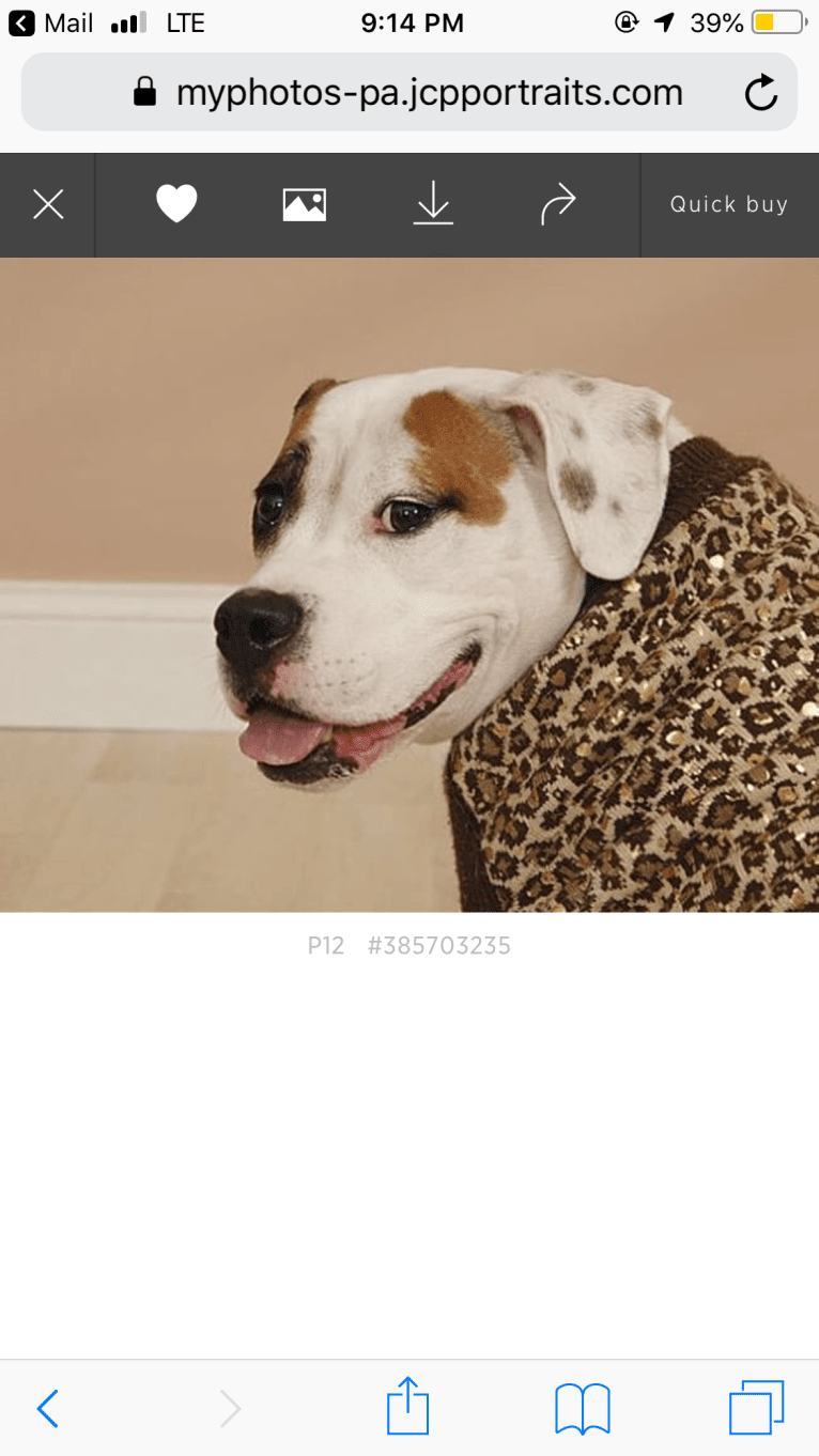 Jazzy, an American Pit Bull Terrier and Bulldog mix tested with EmbarkVet.com