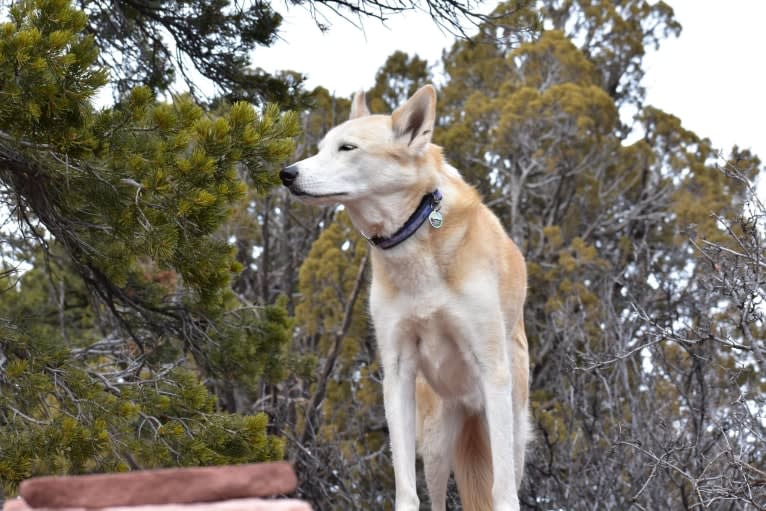 Roco, an Alaskan-type Husky tested with EmbarkVet.com