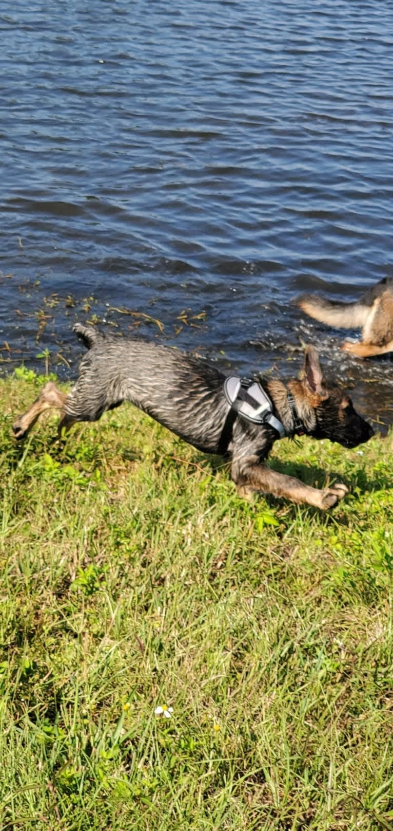 Argos Envy2 Augustine Vom Marienhof, a German Shepherd Dog tested with EmbarkVet.com