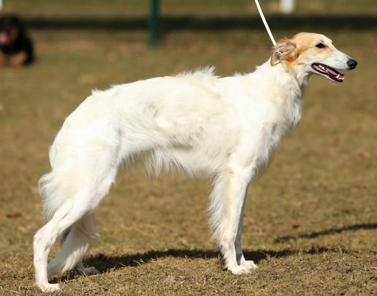 Starborough Kissed by Fate - Kimmy, a Silken Windhound tested with EmbarkVet.com