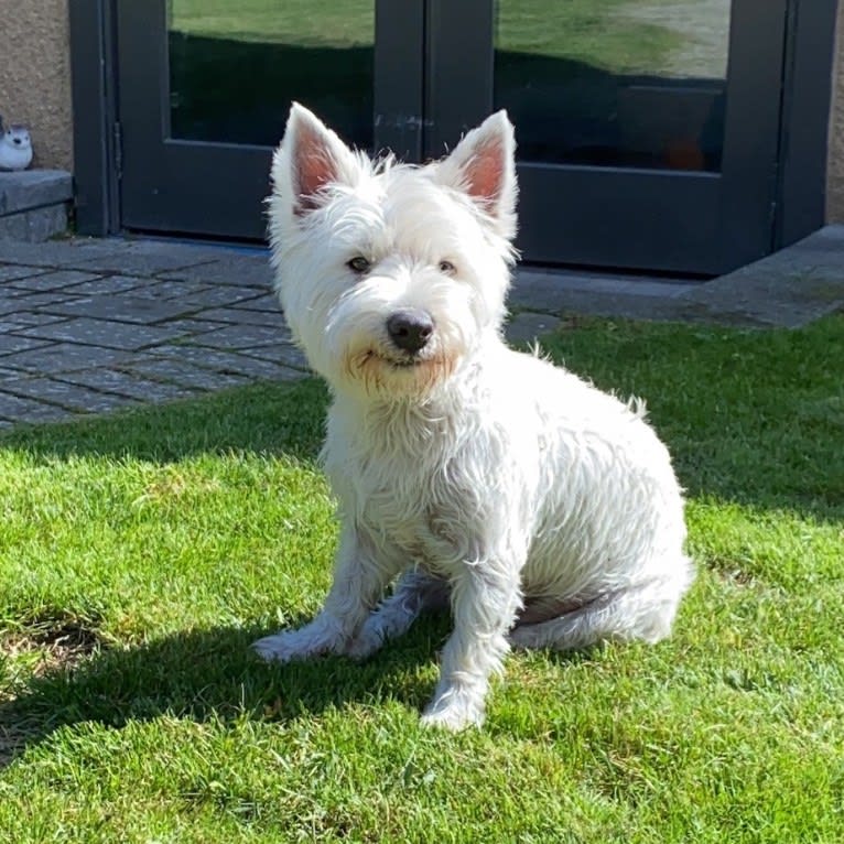 Ding Ding, a West Highland White Terrier tested with EmbarkVet.com