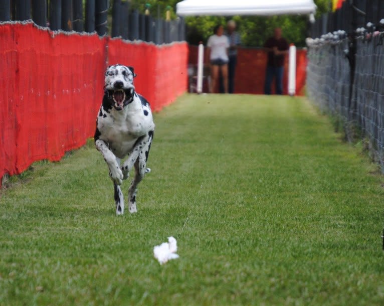 Molly, a Great Dane tested with EmbarkVet.com