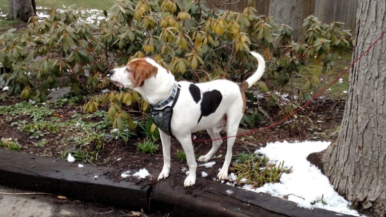 Little Joe, aka "Scar Face,"  Our #1 Hound Dog, a Treeing Walker Coonhound tested with EmbarkVet.com