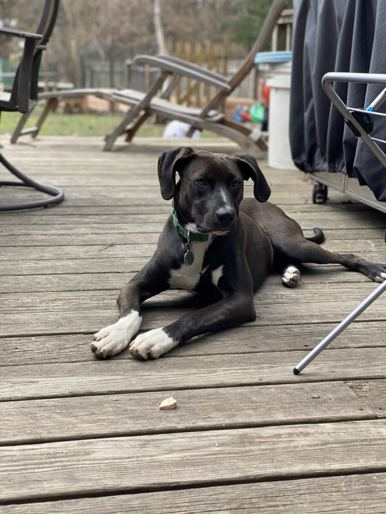 Rover, an American Pit Bull Terrier and Redbone Coonhound mix tested with EmbarkVet.com