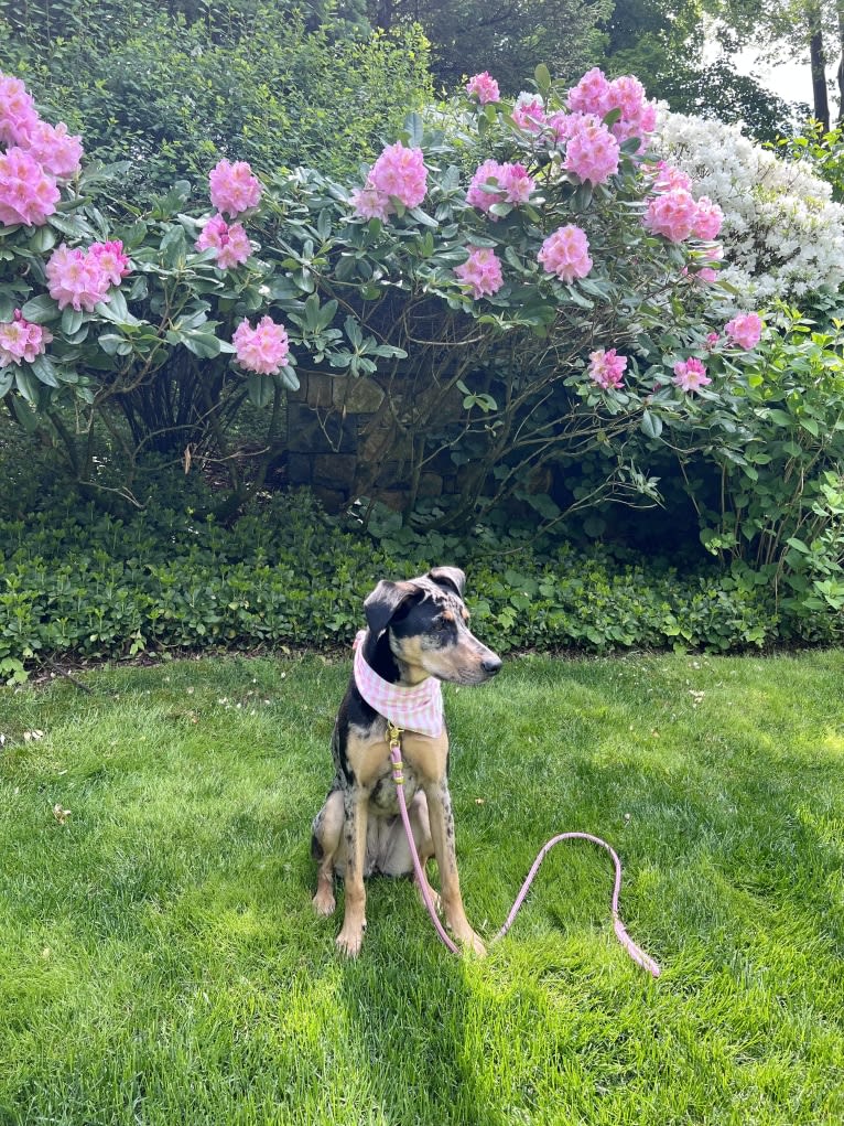 Zoey, a Labrador Retriever and German Shepherd Dog mix tested with EmbarkVet.com