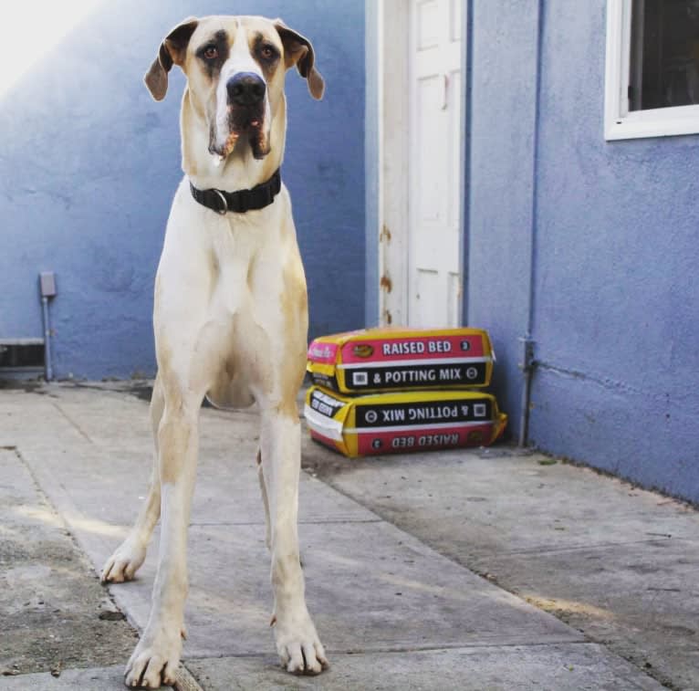 RGD's Roman Royal, a Great Dane tested with EmbarkVet.com