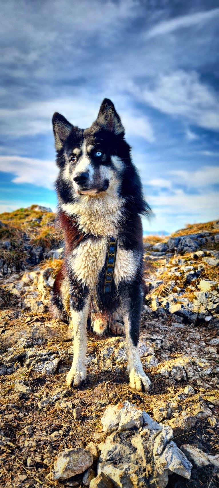 Kenai/Erkin Haan, a Yakutian Laika tested with EmbarkVet.com