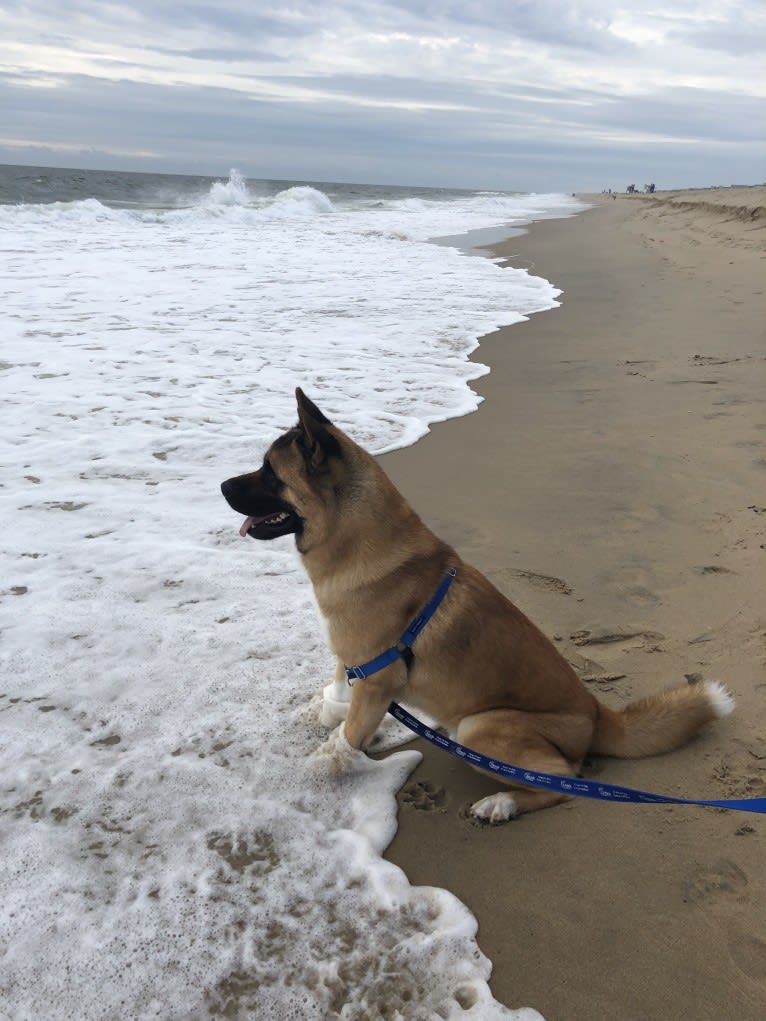 Rocky, an Akita tested with EmbarkVet.com