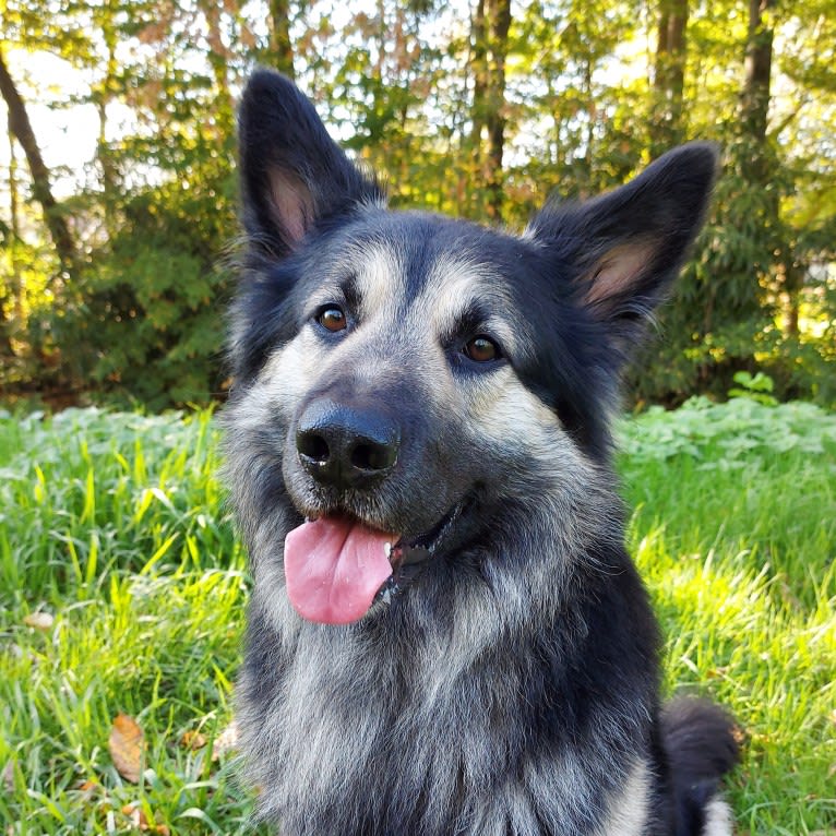 Flóki, an Eastern European Village Dog tested with EmbarkVet.com