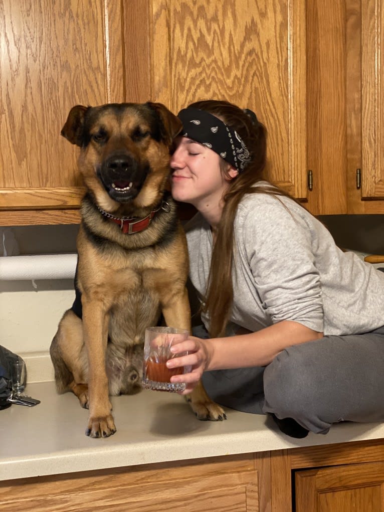 Kaydo, a German Shepherd Dog and Labrador Retriever mix tested with EmbarkVet.com