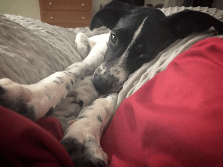 Riley, a German Shorthaired Pointer and Australian Cattle Dog mix tested with EmbarkVet.com