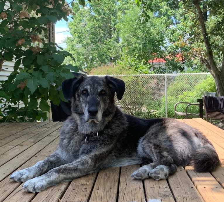 Achille, a German Shepherd Dog and Golden Retriever mix tested with EmbarkVet.com