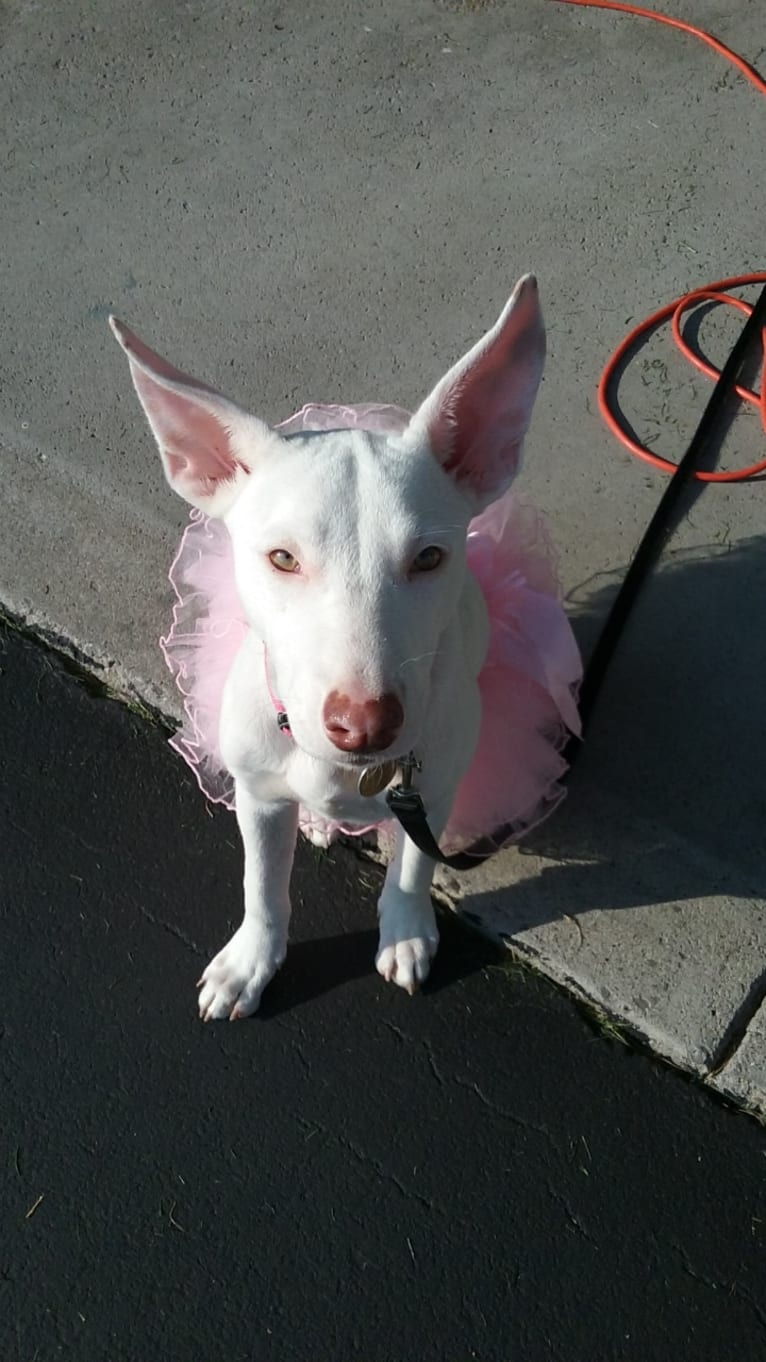 Shakira, an American Village Dog tested with EmbarkVet.com